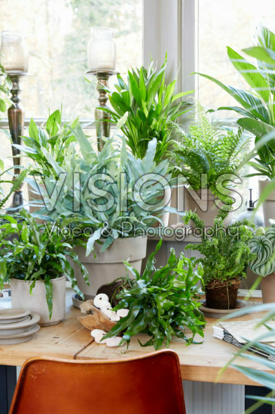 Kamerplanten collectie Kamerplanten collectie