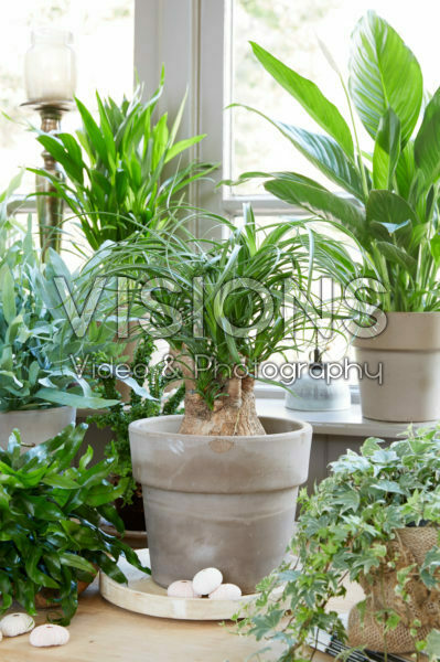 Beaucarnea recurvata Beaucarnea recurvata