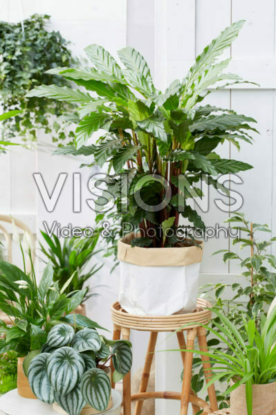 Calathea Calathea