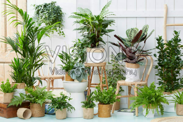 Indoor plants collection Indoor plants collection