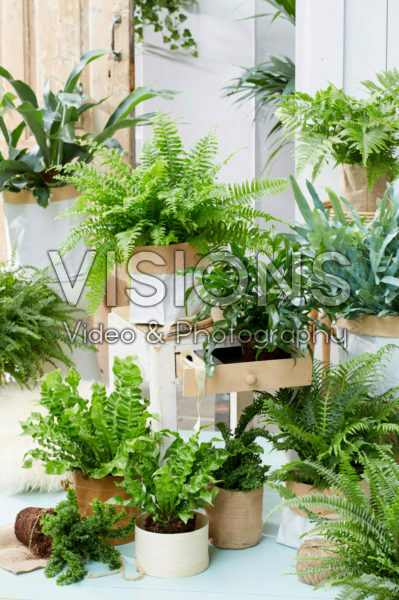 Fern collection Fern collection