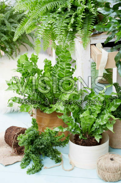 Asplenium Crispy Wave, Nephrolepis exaltata Emina Asplenium Crispy Wave, Nephrolepis exaltata Emina