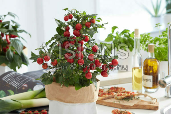 Solanum lycopersicum Pillar Tomatoes⢠F1 Catch Red Solanum lycopersicum Pillar Tomatoes⢠F1 Catch Red