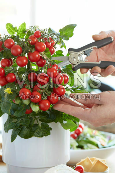 Solanum lycopersicum Ponchiâ„¢ F1 Solanum lycopersicum Ponchiâ„¢ F1