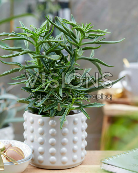 Kalanchoe Green Spider Kalanchoe Green Spider