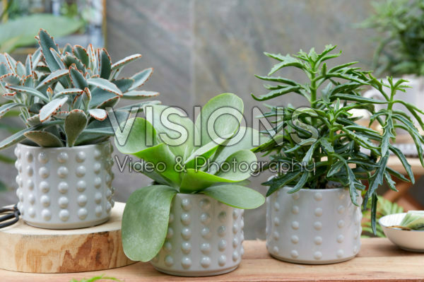 Kalanchoe collection Kalanchoe collection