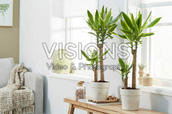 Dracaena Golden Coast Dracaena Golden Coast
