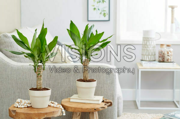 Dracaena Steudneri Dracaena Steudneri