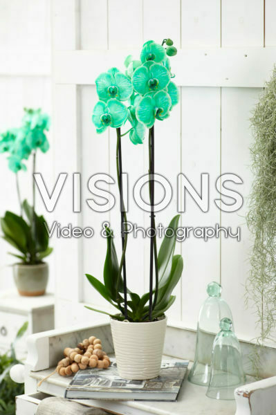 Phalaenopsis Colorchid Green Phalaenopsis Colorchid Green