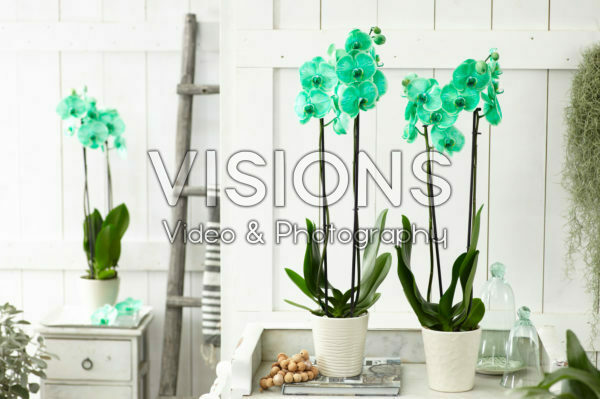 Phalaenopsis Colorchid Green Phalaenopsis Colorchid Green