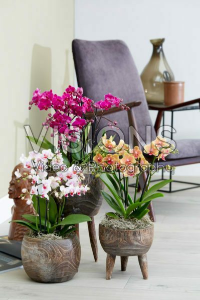Phalaenopsis combinatie Phalaenopsis combinatie