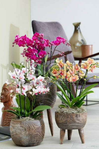 Phalaenopsis combination Phalaenopsis combination