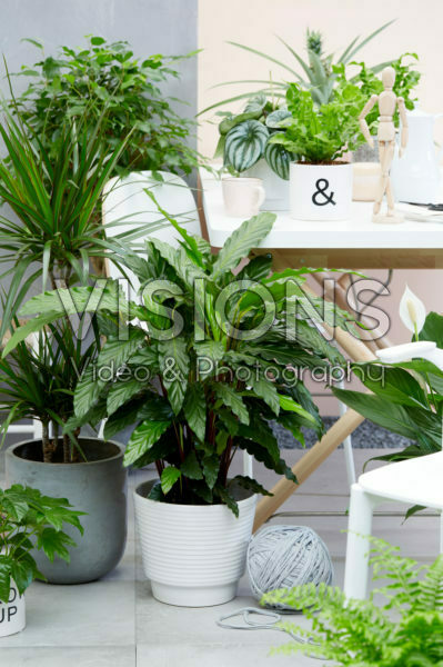 Kamerplanten collectie Kamerplanten collectie