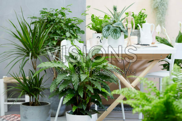 Kamerplanten collectie Kamerplanten collectie