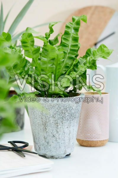 Asplenium Crispy Wave Asplenium Crispy Wave
