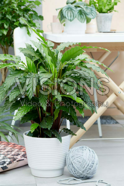Calathea Calathea