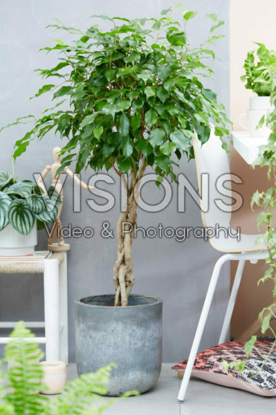 Ficus benjamina Ficus benjamina