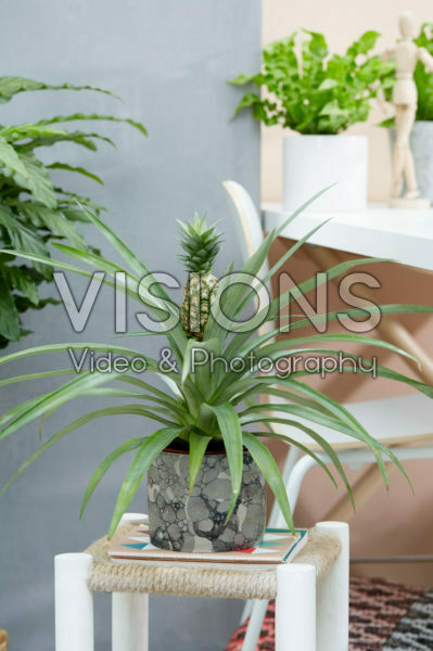 Ananas comosus Ananas comosus