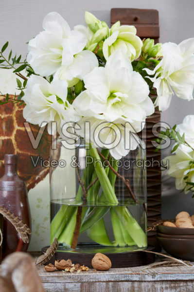Hippeastrum Alfresco Hippeastrum Alfresco
