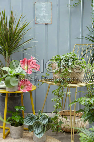 Kamerplant collectie Kamerplant collectie
