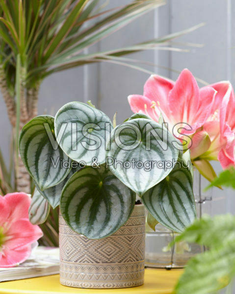 Peperomia argyreia Peperomia argyreia