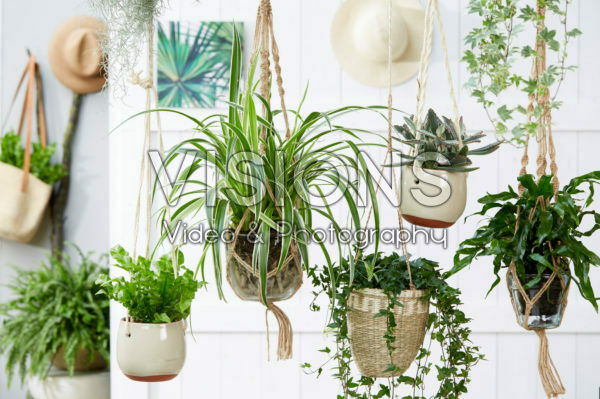 Kamerplanten collectie Kamerplanten collectie