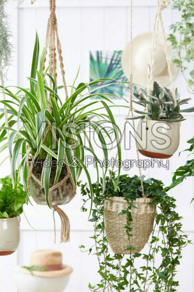 Kamerplanten collectie Kamerplanten collectie