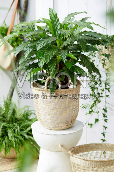 Calathea Calathea