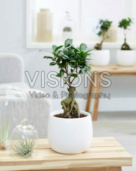 Ficus microcarpa Ginseng bonsai Ficus microcarpa Ginseng bonsai