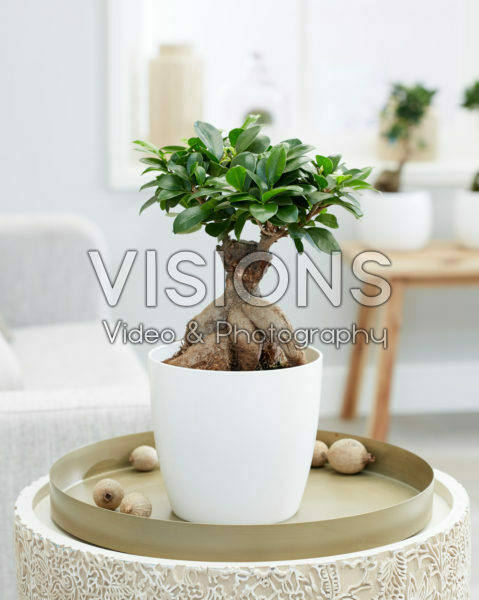 Ficus microcarpa Ginseng bonsai Ficus microcarpa Ginseng bonsai