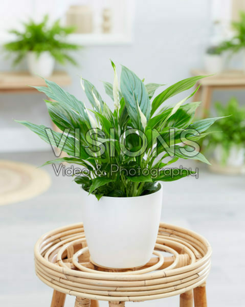 Spathiphyllum wallisii Bellini Spathiphyllum wallisii Bellini