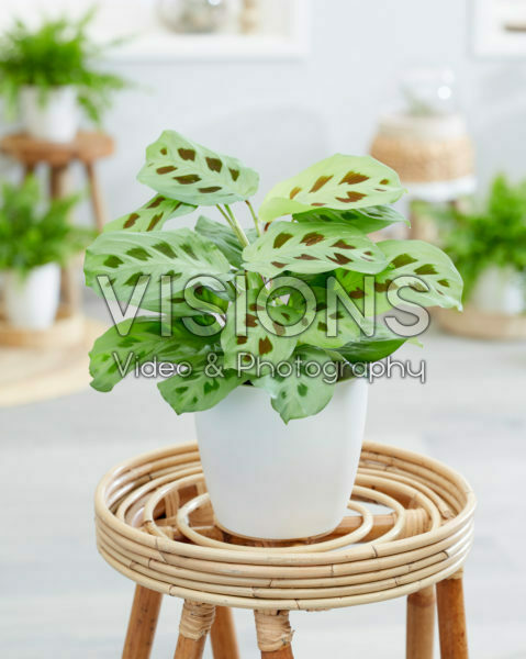 Maranta leuconeura Maranta leuconeura