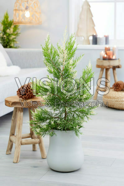 Cupressus macrocarpa Snowcrest® Cupressus macrocarpa Snowcrest®