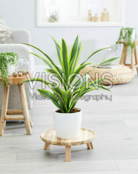Dracaena fragrans Lemon Lime Dracaena fragrans Lemon Lime