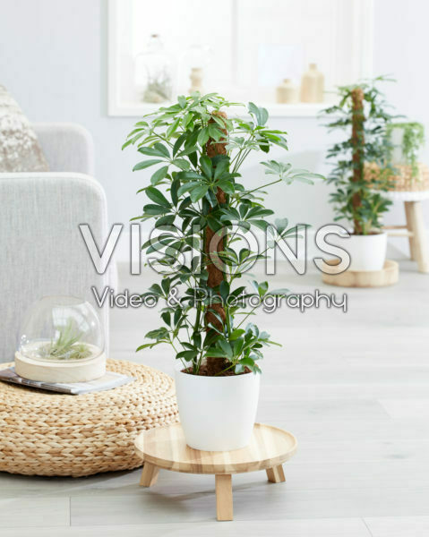 Schefflera Nora Schefflera Nora