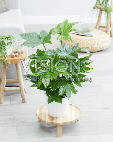 Fatsia japonica Fatsia japonica