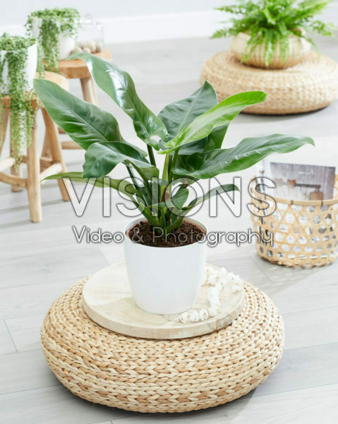 Philodendron Imperial Green Philodendron Imperial Green