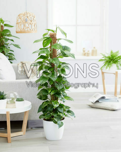 Epipremnum aureum Epipremnum aureum