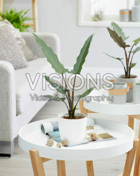 Alocasia Lauterbachiana Alocasia Lauterbachiana