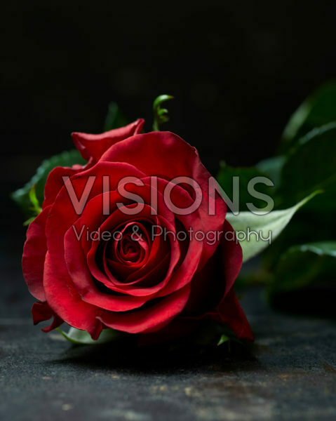 Rosa red Rosa red