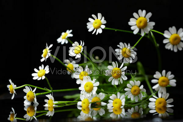 Tanacetum flowers Tanacetum flowers