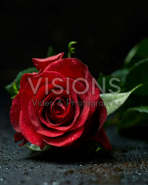Rosa red Rosa red