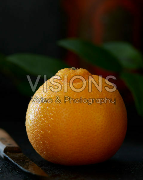 Citrus fruit Citrus fruit