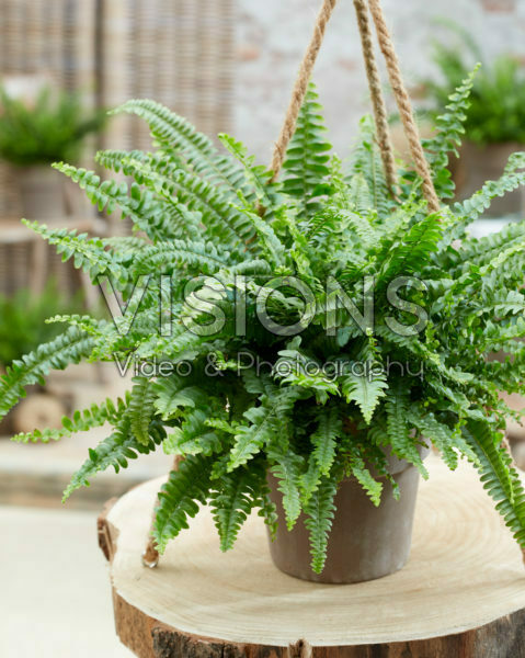 Nephrolepis exaltata Green Lady Nephrolepis exaltata Green Lady