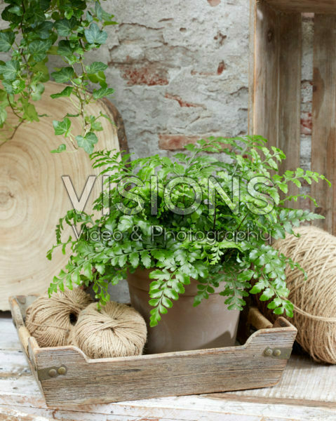Asplenium Parvati Asplenium Parvati
