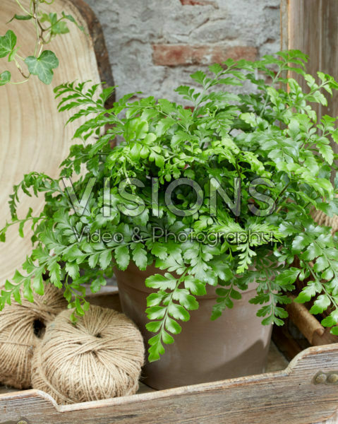 Asplenium Parvati Asplenium Parvati