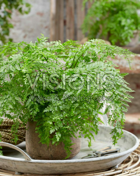 Asplenium bulbiferum Asplenium bulbiferum