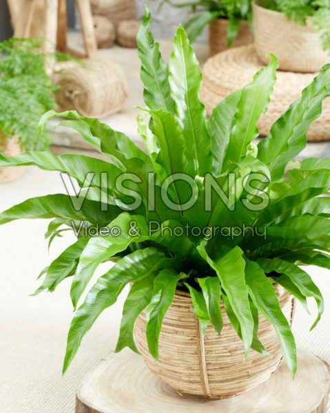 Asplenium antiquum Asplenium antiquum
