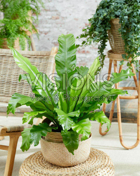 Asplenium nidus Asplenium nidus