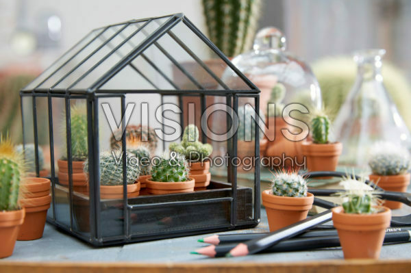 Cactus collection Cactus collection